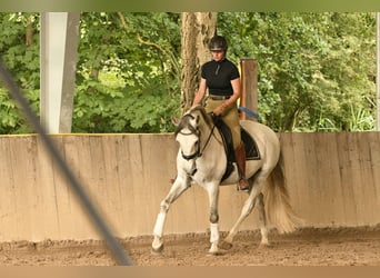 Lusitanos Mestizo, Caballo castrado, 13 años, 165 cm, Tordo
