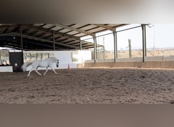 Lusitanos, Caballo castrado, 13 años, 166 cm, Tordo