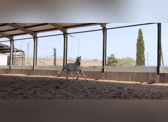 Lusitanos, Caballo castrado, 13 años, 166 cm, Tordo