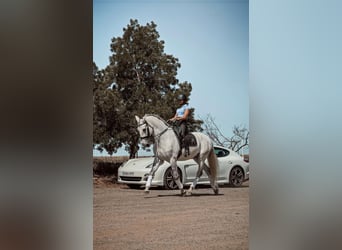 Lusitanos, Caballo castrado, 13 años, 167 cm, White/Blanco