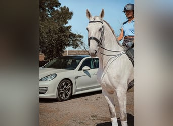 Lusitanos, Caballo castrado, 13 años, 167 cm, White/Blanco