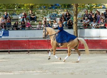 Lusitanos Mestizo, Caballo castrado, 13 años, 170 cm, Palomino