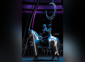 Lusitanos Mestizo, Caballo castrado, 13 años, 170 cm, Palomino