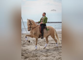 Lusitanos Mestizo, Caballo castrado, 13 años, 170 cm, Palomino