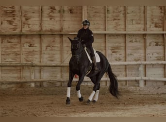 Lusitanos, Caballo castrado, 13 años, 176 cm, Negro