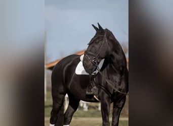 Lusitanos, Caballo castrado, 13 años, 176 cm, Negro