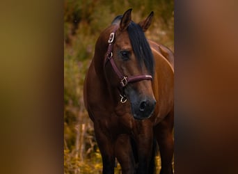 Lusitanos, Caballo castrado, 14 años, 155 cm, Castaño