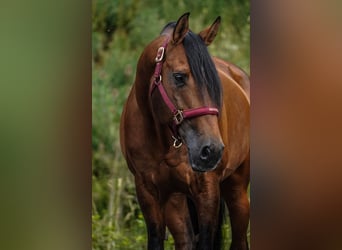 Lusitanos, Caballo castrado, 14 años, 155 cm, Castaño