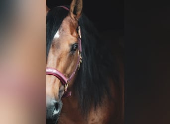 Lusitanos, Caballo castrado, 14 años, 155 cm, Castaño