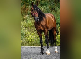 Lusitanos, Caballo castrado, 14 años, 155 cm, Castaño