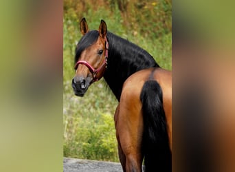Lusitanos, Caballo castrado, 14 años, 155 cm, Castaño