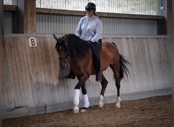 Lusitanos, Caballo castrado, 14 años, 155 cm, Castaño