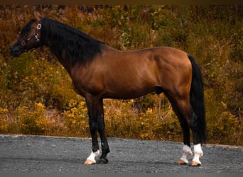Lusitanos, Caballo castrado, 14 años, 155 cm, Castaño