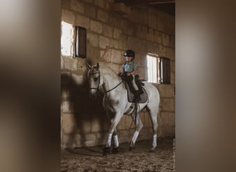 Lusitanos, Caballo castrado, 14 años, 156 cm, Tordo