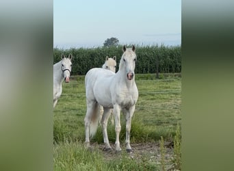 Lusitanos, Caballo castrado, 14 años, 156 cm, Tordo