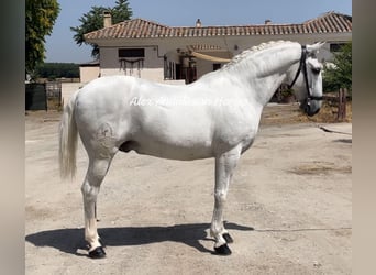 Lusitanos, Caballo castrado, 14 años, 163 cm, White/Blanco