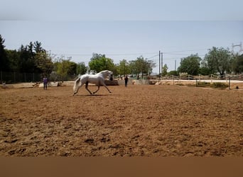 Lusitanos, Caballo castrado, 14 años, 166 cm, Tordo