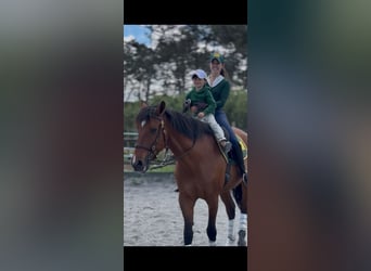 Lusitanos, Caballo castrado, 14 años, Castaño rojizo