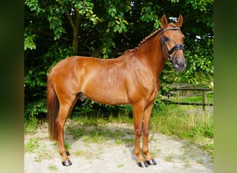 Lusitanos, Caballo castrado, 15 años, 150 cm, Alazán