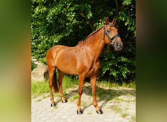 Lusitanos, Caballo castrado, 15 años, 150 cm, Alazán
