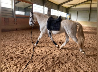 Lusitanos Mestizo, Caballo castrado, 15 años, 154 cm, Tordo