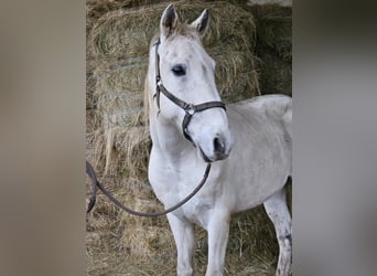 Lusitanos Mestizo, Caballo castrado, 15 años, 154 cm, Tordo