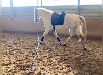 Lusitanos Mestizo, Caballo castrado, 15 años, 154 cm, Tordo