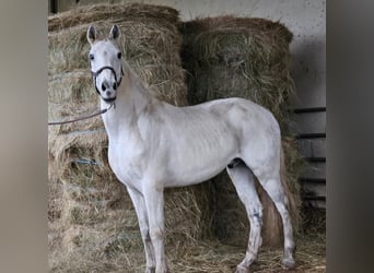 Lusitanos Mestizo, Caballo castrado, 15 años, 154 cm, Tordo