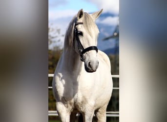 Lusitanos, Caballo castrado, 15 años, 155 cm, Tordo Lusitanos, Caballo castrado, 15 años, 155 cm, Tordo