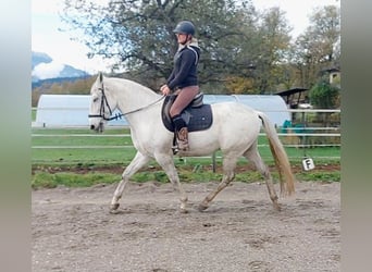 Lusitanos, Caballo castrado, 15 años, 155 cm, Tordo Lusitanos, Caballo castrado, 15 años, 155 cm, Tordo