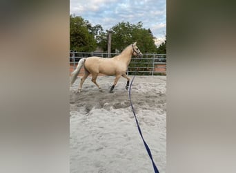 Lusitanos, Caballo castrado, 15 años, 158 cm, Palomino