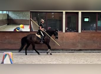 Lusitanos, Caballo castrado, 15 años, 159 cm, Negro