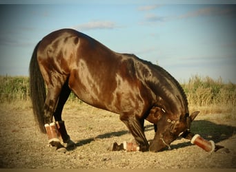 Lusitanos, Caballo castrado, 15 años, 159 cm, Negro
