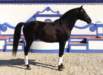 Lusitanos, Caballo castrado, 15 años, 159 cm, Negro