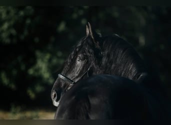 Lusitanos, Caballo castrado, 15 años, 159 cm, Negro
