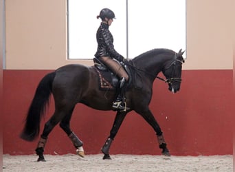 Lusitanos, Caballo castrado, 15 años, 159 cm, Negro