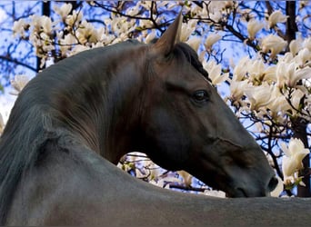 Lusitanos, Caballo castrado, 15 años, 159 cm, Negro