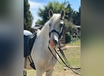 Lusitanos, Caballo castrado, 15 años, 159 cm, Tordo