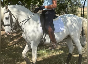 Lusitanos, Caballo castrado, 15 años, 159 cm, Tordo