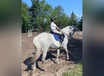 Lusitanos, Caballo castrado, 15 años, 163 cm, Tordo picazo