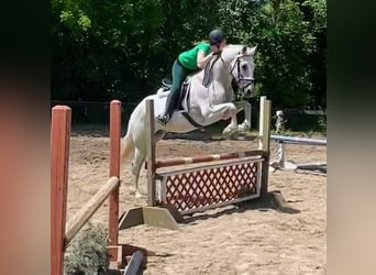 Lusitanos, Caballo castrado, 15 años, 163 cm, Tordo picazo