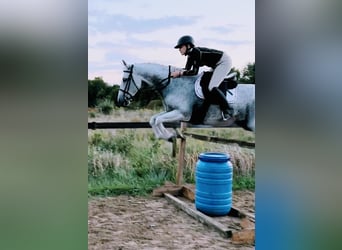 Lusitanos, Caballo castrado, 15 años, 163 cm, Tordo picazo