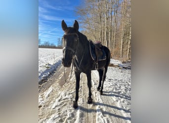 Lusitanos, Caballo castrado, 15 años, 165 cm, Negro