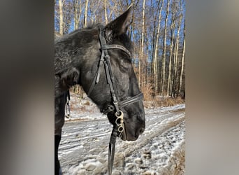 Lusitanos, Caballo castrado, 15 años, 165 cm, Negro