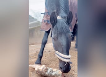 Lusitanos, Caballo castrado, 15 años, 165 cm, Negro