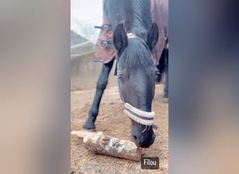 Lusitanos, Caballo castrado, 15 años, 165 cm, Negro