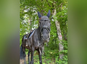 Lusitanos, Caballo castrado, 15 años, 165 cm, Negro