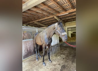 Lusitanos, Caballo castrado, 15 años, 165 cm, Negro