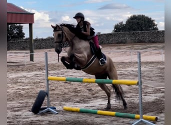 Lusitanos Mestizo, Caballo castrado, 15 años, 166 cm, Castaño rojizo