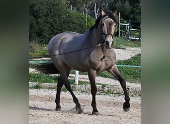 Lusitanos Mestizo, Caballo castrado, 15 años, 169 cm, Bayo